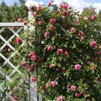 Ruža popínavá (Rosa rampicante) ´LEONARDO DA VINCI®´ - výška 80-120 cm, kont. C5L